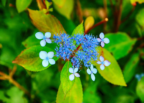 hydrangea suguk Festival in taejongsa buddhist temple, Taejongdae, Busan, South Korea, Asia