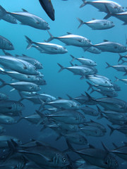 Closeup with school of Black jack, black trevally, black kingfish, coal fish or black ulua during a leisure dive in Barracuda Point, Sipadan Island, Semporna, Tawau, Sabah. Malaysia. Borneo.