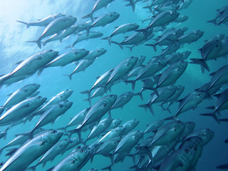 Closeup with school of Black jack, black trevally, black kingfish, coal fish or black ulua during a leisure dive in Barracuda Point, Sipadan Island, Semporna, Tawau, Sabah. Malaysia. Borneo.