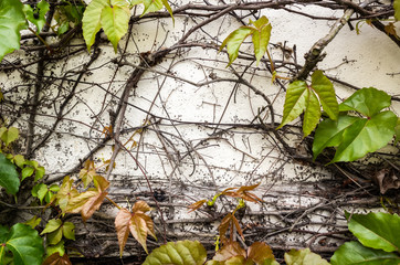 background of parthenocissus tricuspidata