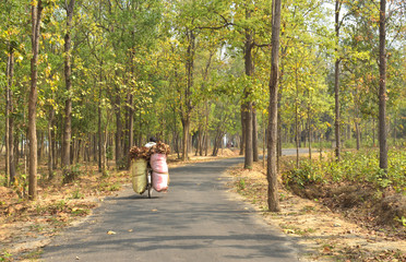Fototapeta premium A man cycleing with laugage small road on the jungle of Jhargram, a nature tourist spot in West Brnga , India.