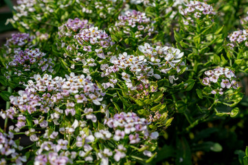Globe candytuft or Iberis umbellata field blooming. Blurred soft summer background of flowers shining by sun with bokeh effect. Background creative wallpaper for installation and design