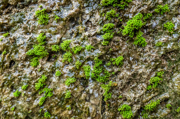 mildewed wall background