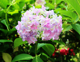 hydrangea suguk Festival in taejongsa buddhist temple, Taejongdae, Busan, South Korea, Asia