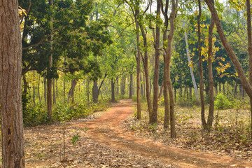 small road on the jungle of Jhargram, a nature tourist spot in West Brnga , India.