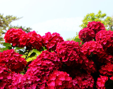 hydrangea suguk Festival in taejongsa buddhist temple, Taejongdae, Busan, South Korea, Asia