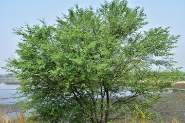 Indian gum arabic acacia babul or babool tree beside a lake used for ayurveda medicine with blue...