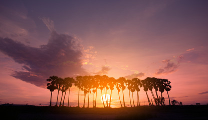 Palm tree with beautiful sunset or sunrise background