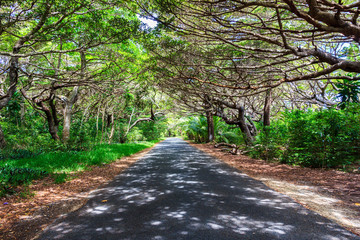 Tree lined road in Iles des Pines