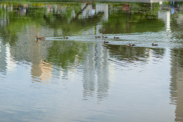 Obraz na płótnie Canvas a family of ducks in a lake