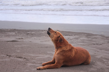 Single brown dog sitting on the sand beach and  howling in the morning  before sunrise on nature sea background