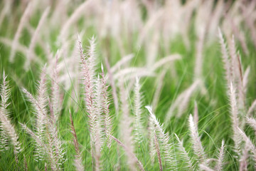 close up of white reeds grass plant