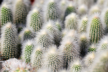 close up of beautiful hairy cactus