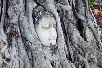 sandstone buddha head in tree root