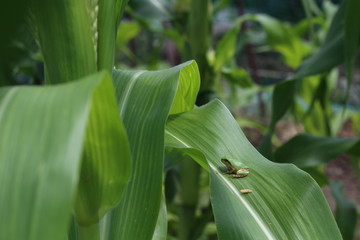 Obraz premium A frog on the corn leaf 