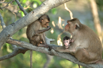 Monkey mum sitting on mangrove branch and looking at her older child who is eating some food. Her cute newborn baby with big innocent eyes is in mommy arms. It clinging to his mother.