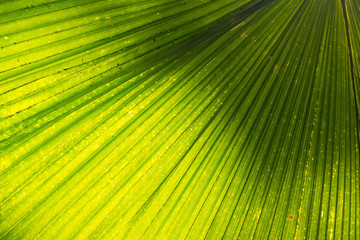 Fototapeta premium Close up Beautiful Sunlight on palm leaf