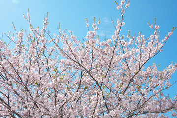 Cherry blossoms in full bloom
