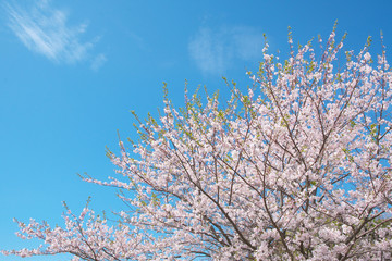 Cherry blossoms in full bloom