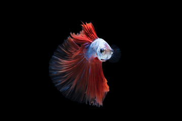 Siamese fighting fish or betta fish isolated on black background.