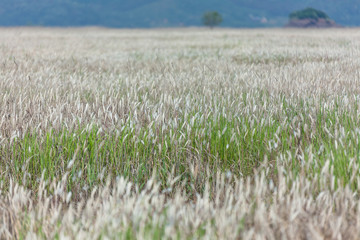 beautiful fields and a tree