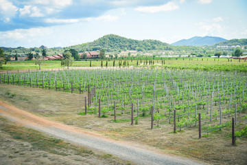 Fototapeta na wymiar Landscape grape vine growing in the vineyards planting farm agriculture