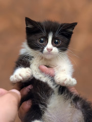black and white kitten with a scared unhappy little face