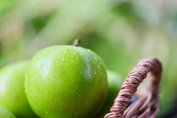 Fresh green Apples - harvest apple in the basket in the garden fruit nature green background