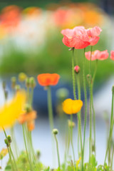 Fototapeta premium fresh, beautiful-colored poppy