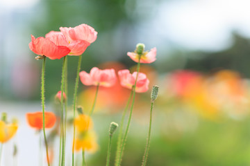 fresh, beautiful-colored poppy