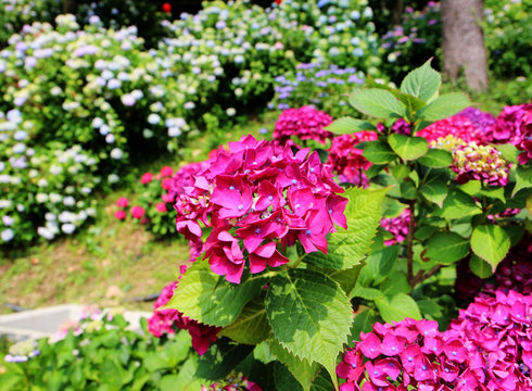hydrangea suguk Festival in taejongsa buddhist temple, Taejongdae, Busan, South Korea, Asia