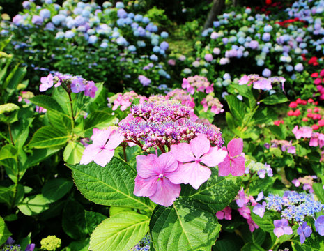 hydrangea suguk Festival in taejongsa buddhist temple, Taejongdae, Busan, South Korea, Asia