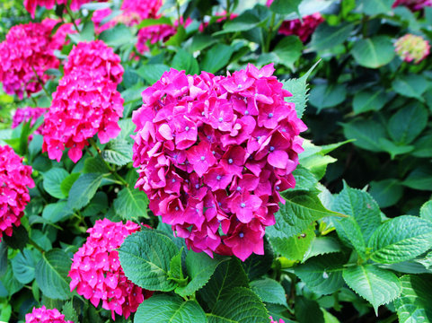 hydrangea suguk Festival in taejongsa buddhist temple, Taejongdae, Busan, South Korea, Asia