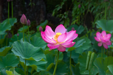 Obraz premium 極楽浄土 ハスの花