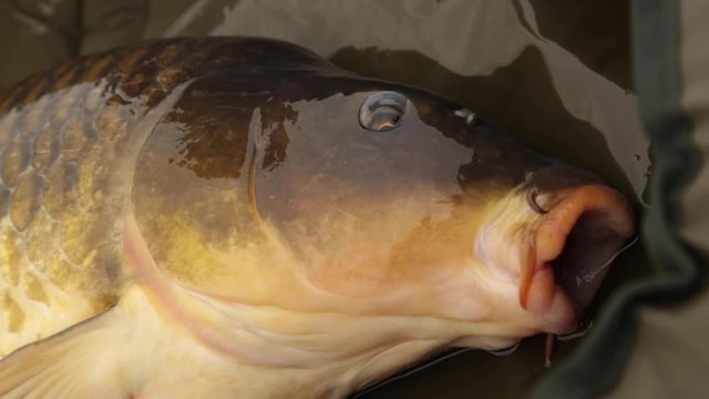 Close up of 20lb Common Carp gulping out of water before being returned.