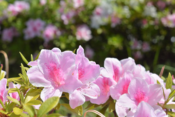 ピンクのツツジ