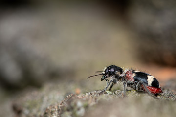 A checkered beetle Clerus mutillarius sitting on a tree