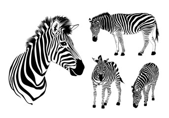 Fototapeta na wymiar Graphical set of zebra. Wild animal texture design. Striped black and white. Illustration isolated on white background.
