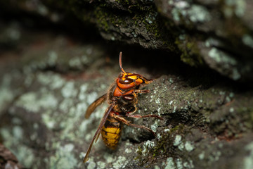 A European hornet sitting on a tree