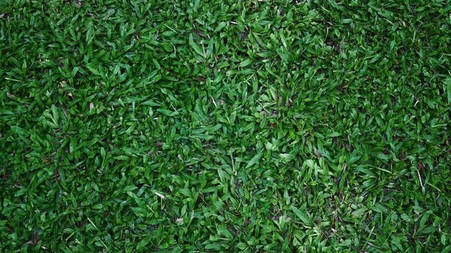 green grass field background, lawn background