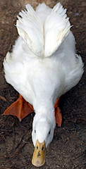 white duck flapping its wings