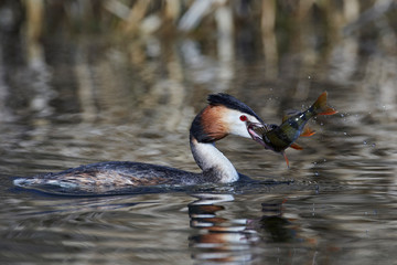 Great crested grebe (Podiceps cristatus)