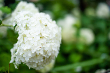あじさい　紫陽花　hydrangea