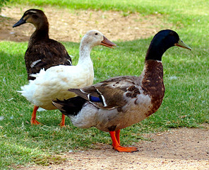 Three ducks congregating
