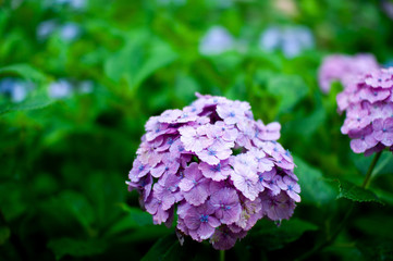 あじさい　紫陽花　hydrangea