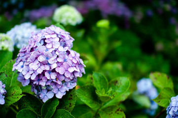 あじさい　紫陽花　hydrangea
