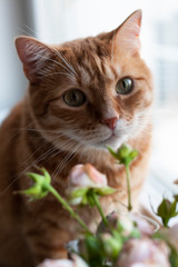 A cute ginger cat sitting on a windowsill.