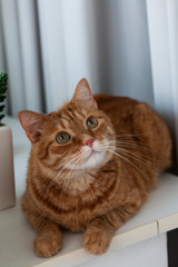 A cute ginger cat sitting on a windowsill.