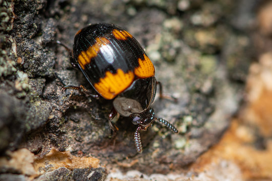 A Darkling beetle Diaperis boleti on a tree with fungus