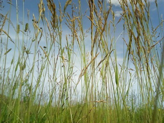 grass on background of blue sky